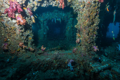 View of fish swimming underwater