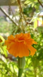 Close-up of orange flower blooming outdoors