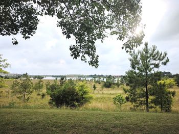 Trees on field against sky