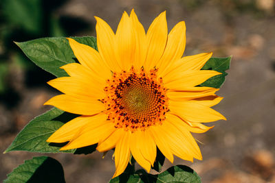 Close-up of sunflower