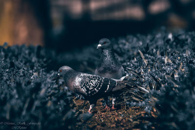 Close-up of a bird perching on a field