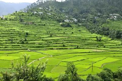 Scenic view of rice field against sky