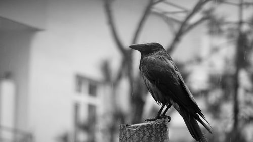 Close-up of bird perching outdoors