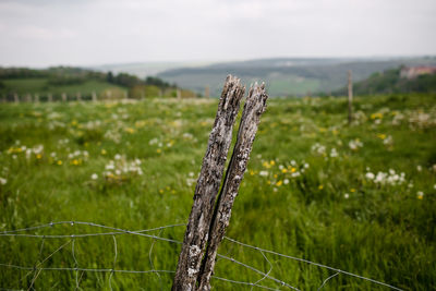 Split fence post in flower field in france