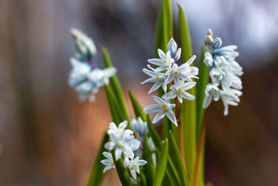 Close-up of white flowering plant