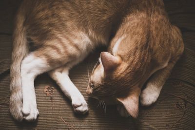 Close-up of cat sleeping