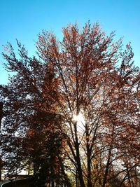 Low angle view of trees against clear sky