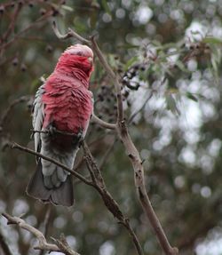 Close-up of bird perching on branch