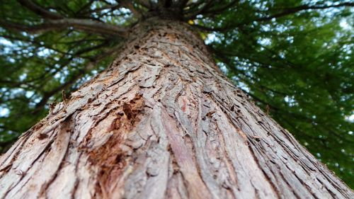 Low angle view of tree trunk