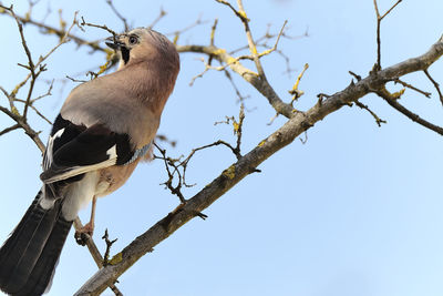 Low angle view of jay bird perching on tree against sky