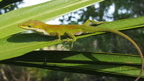 Close-up of green leaf