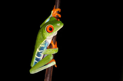 Close-up of frog over black background