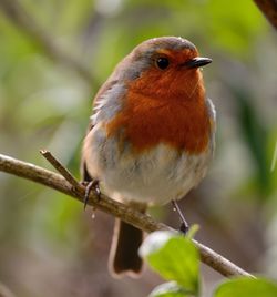 Close-up of a robin perched on a branch 