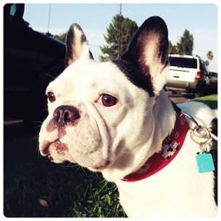 Close-up portrait of a dog