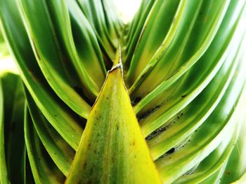 Close-up of succulent plant