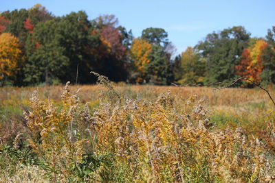 Plants growing on land against sky