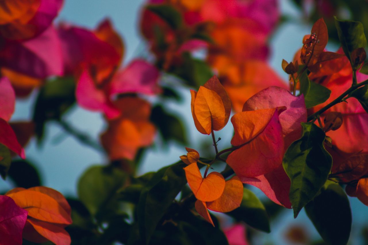 beauty in nature, flower, petal, growth, nature, no people, focus on foreground, outdoors, day, blooming, fragility, plant, low angle view, freshness, leaf, close-up, bougainvillea, flower head, sky