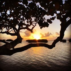 Silhouette tree by lake against sky during sunset