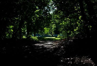 Trees in forest