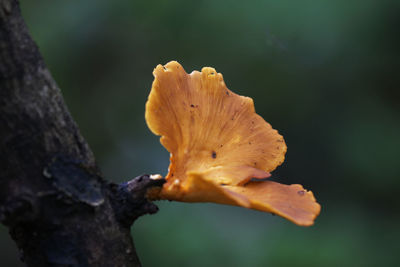 Close-up of yellow rose leaf