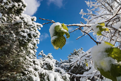 Low angle view of snow covered trees against sky