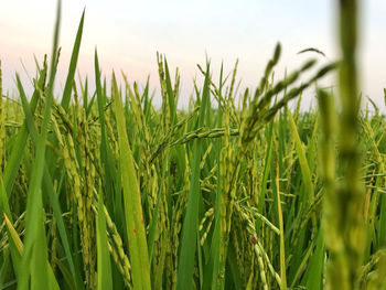 Close-up of wheat growing on field against sky