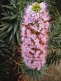 Close-up of flowers