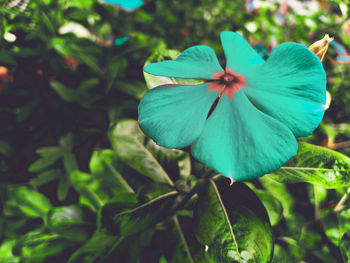 Close-up of blue flowering plant