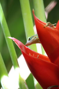 Close-up of anole on a flower