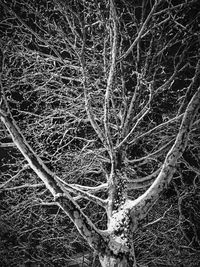 Bare trees against clear sky