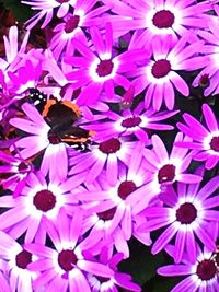 Close-up of bee pollinating on pink flower