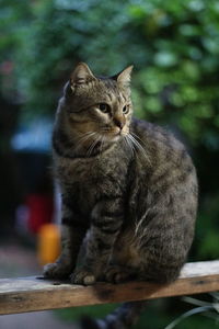 Close-up of tabby looking away