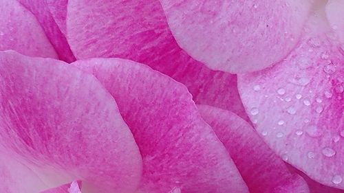 Full frame shot of pink flower