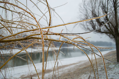 Bare trees in water