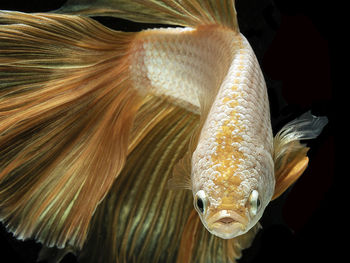 Close-up of fish swimming in sea