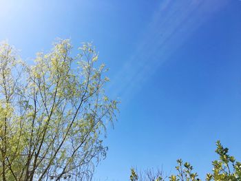 Low angle view of tree against blue sky