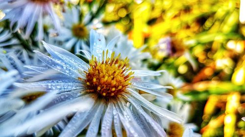 Close-up of flower blooming outdoors