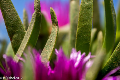 Close-up of purple flower blooming outdoors