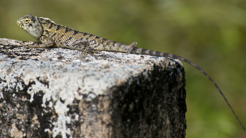 Close-up of lizard on rock