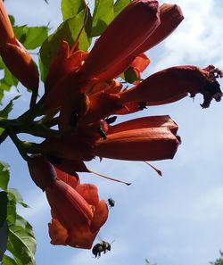 Low angle view of flowering plant against sky