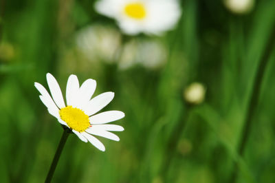 Close-up of white daisy flower