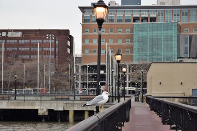 Seagull on street by buildings in city