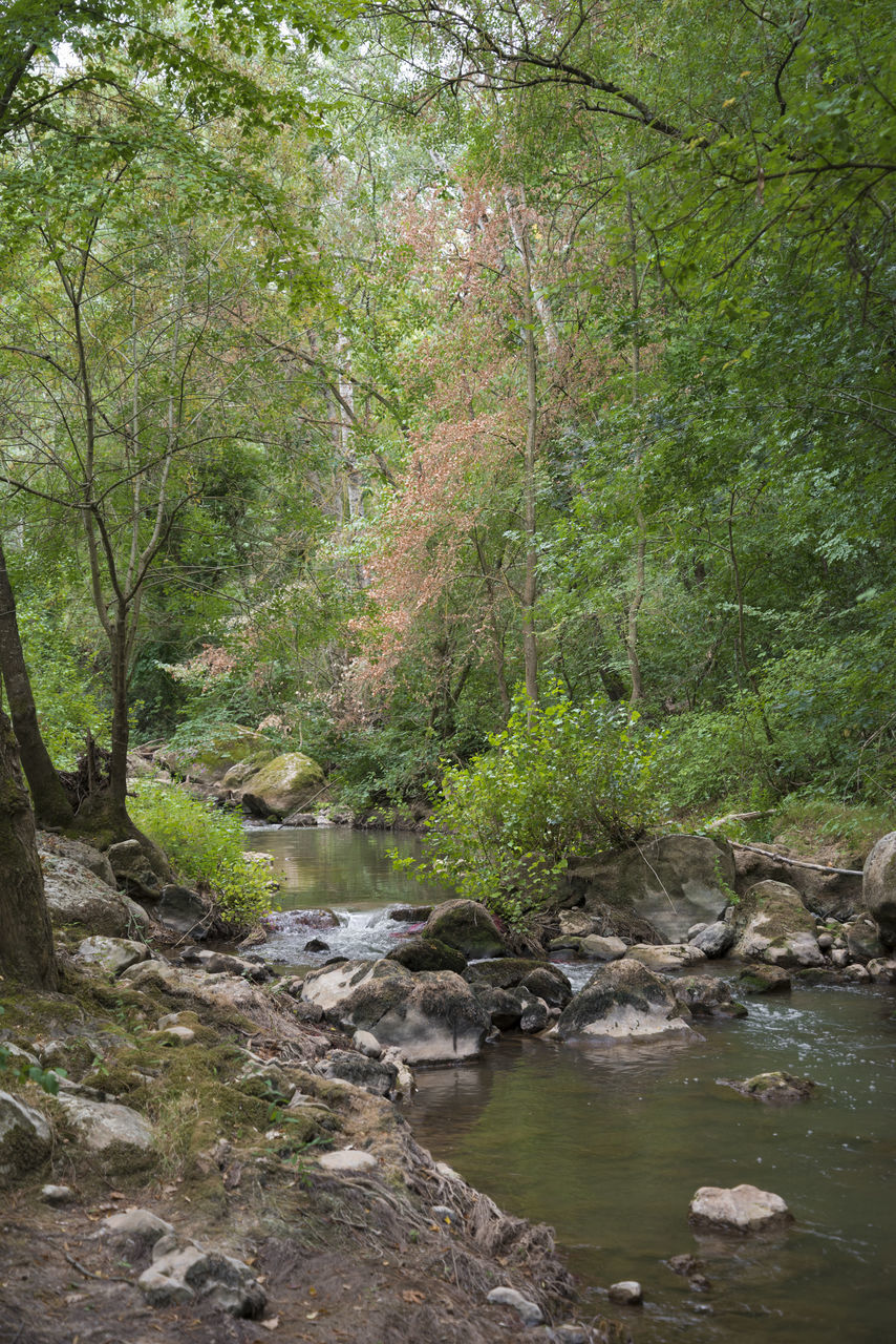 SCENIC VIEW OF STREAM IN FOREST