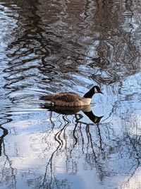 Bird swimming in lake