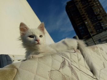 Portrait of a cat on bed at home