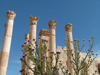 Low angle plants in front of greek temple 