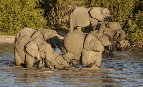 View of elephant drinking water from river