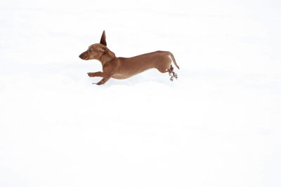 Side view of dog running