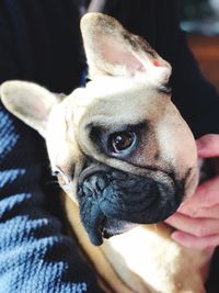 Close-up portrait of a dog