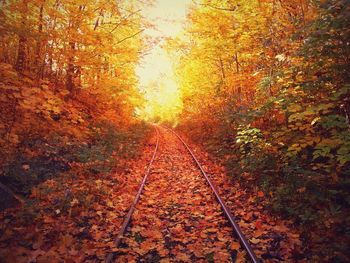 Road passing through forest